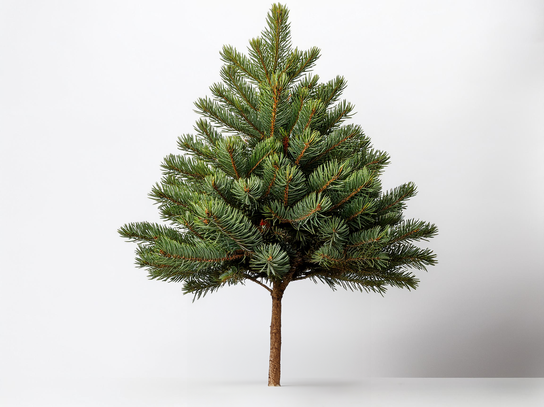 xshort_tree_image