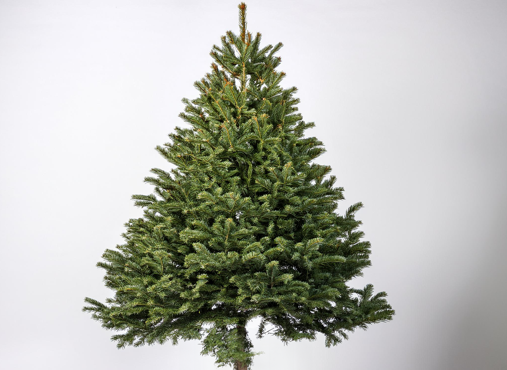 short_tree_image