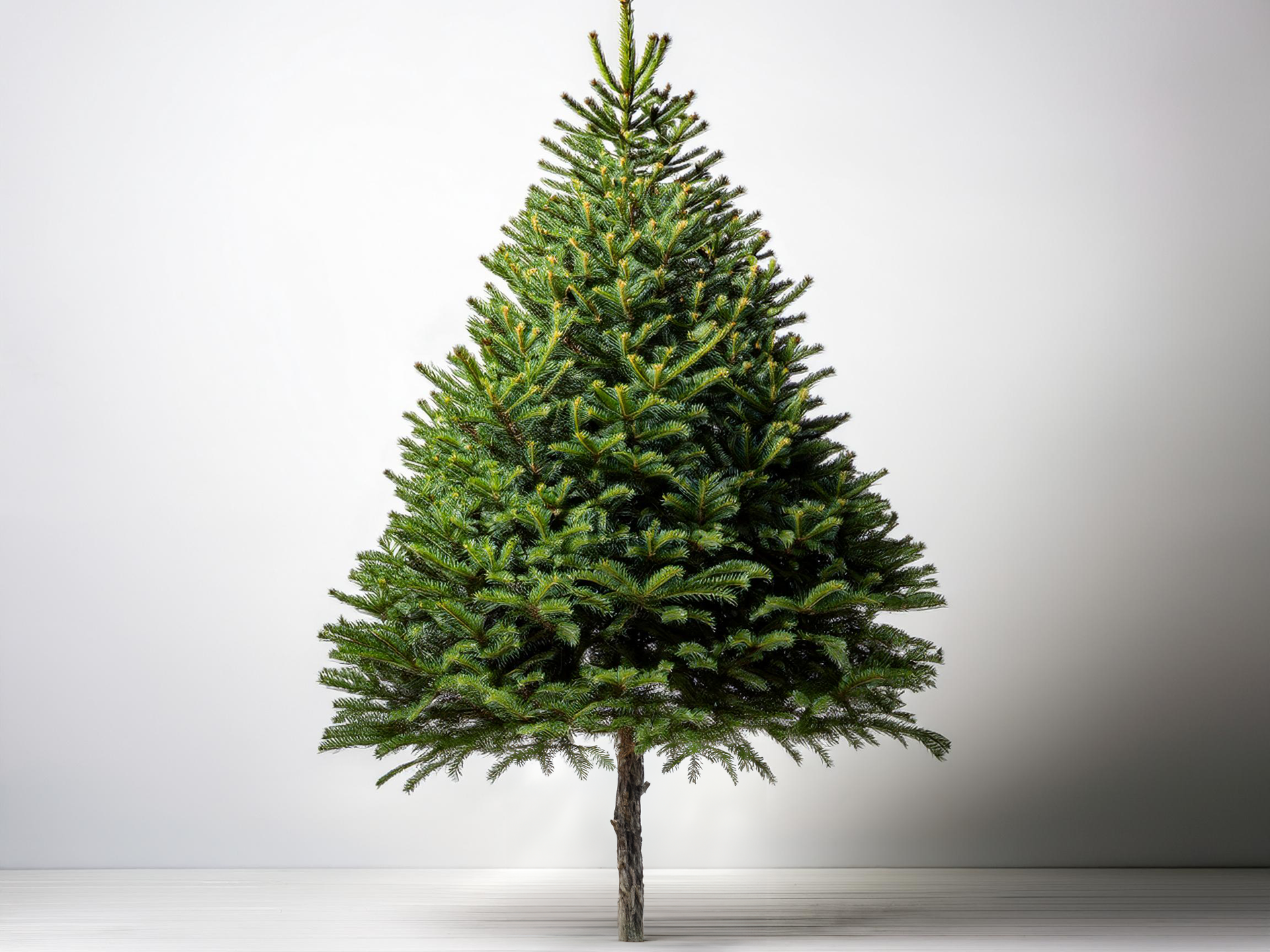 medium_tree_image